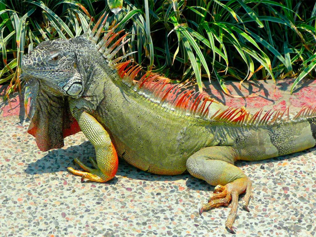 Animal Desktop Wallpaper Iguana