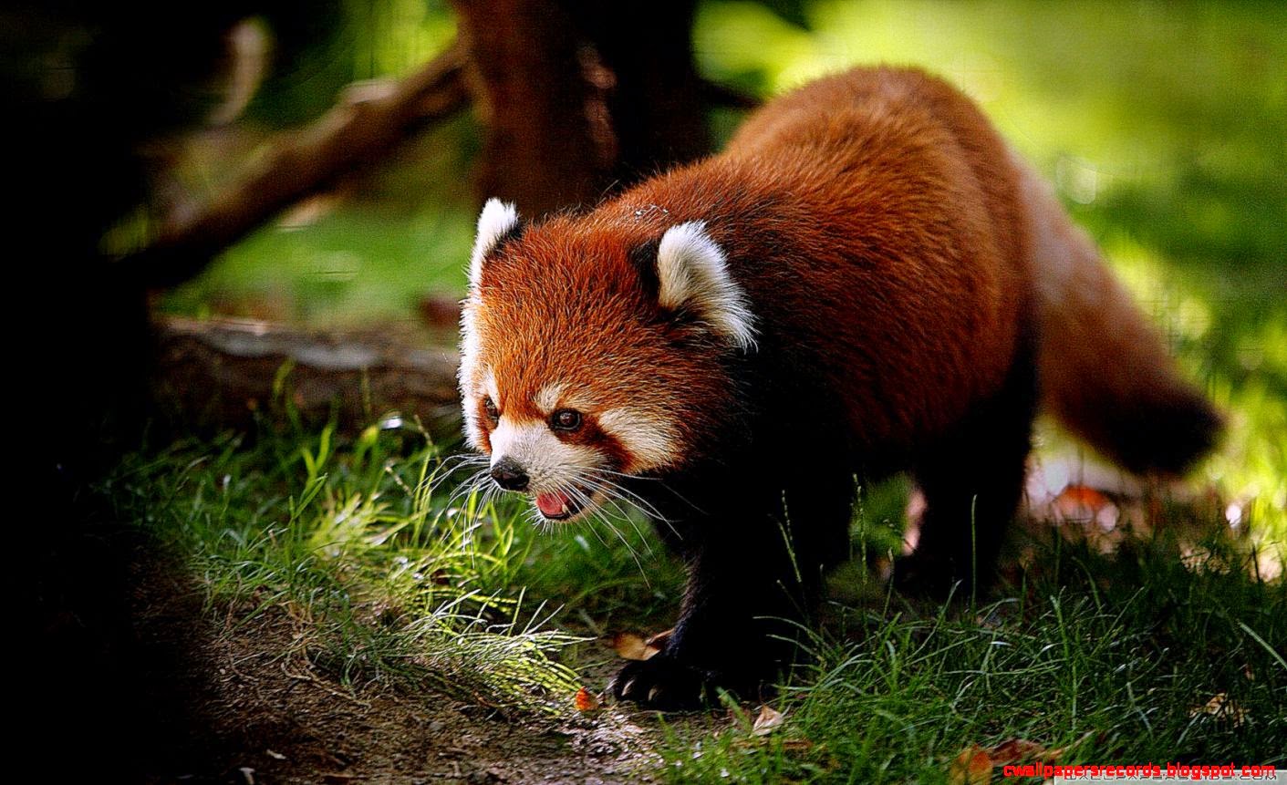 Red Panda Widescreen Wallpaper Records