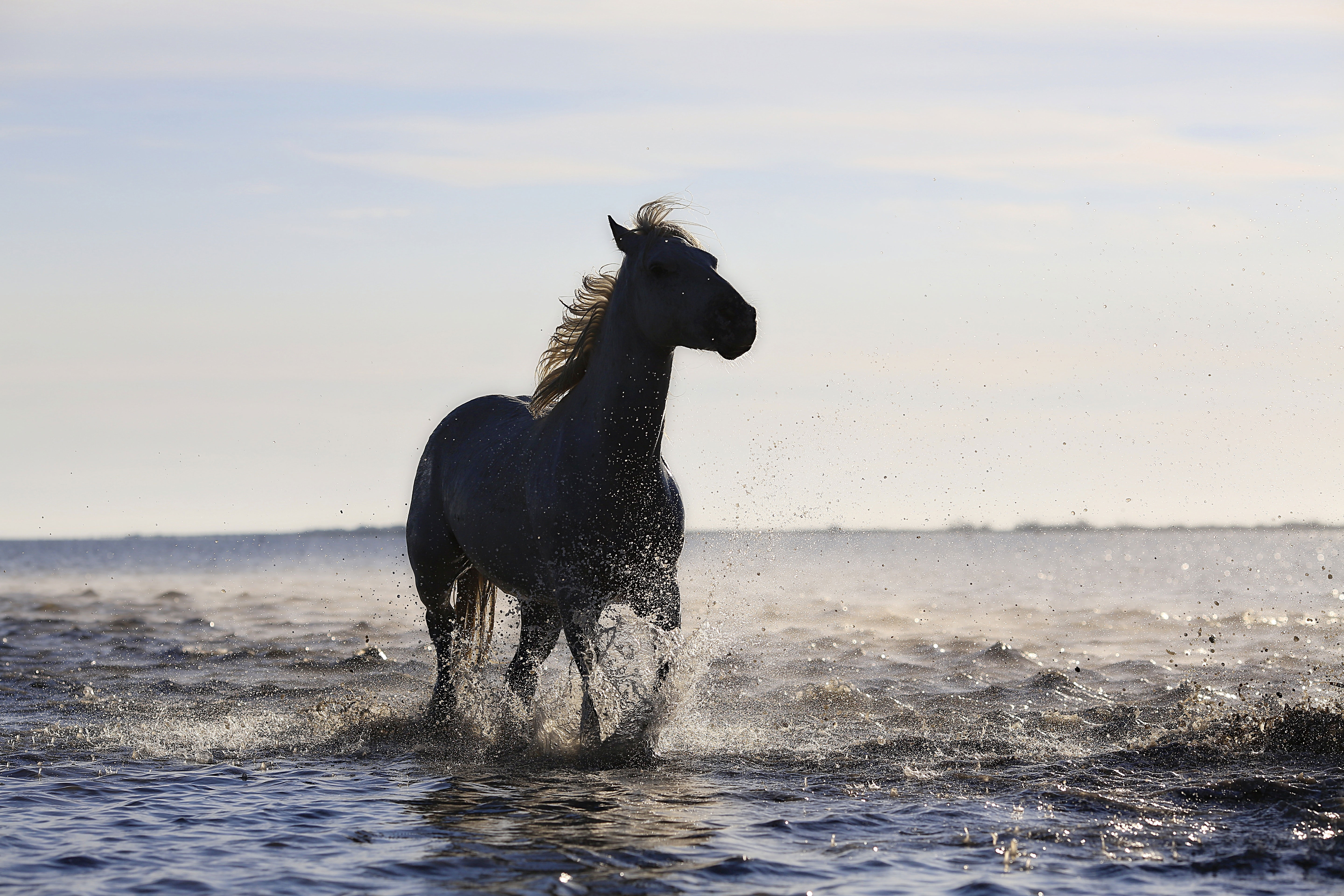 Horse Running On The Beach 4k 5k Wallpaper HD Animals Image