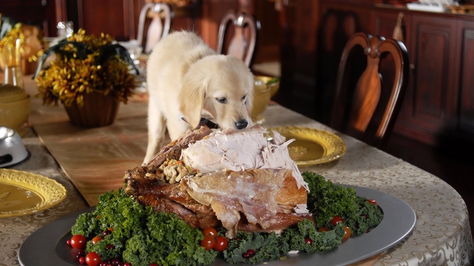 Puppy Feast Thankful Thanksgiving Wallpaper