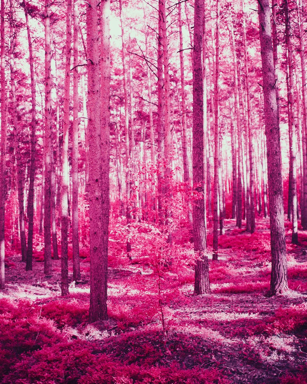 30k Pink Tree Pictures Image