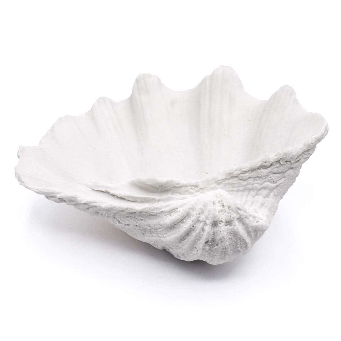 Image Seaside Clam Shell Wallpaper