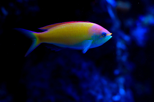 Tropical Fishes For Aquarium Ne Fish