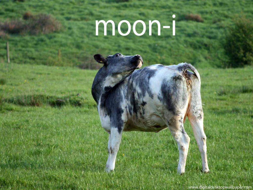 Cool Pictures Very Creative And Funny Cow Image