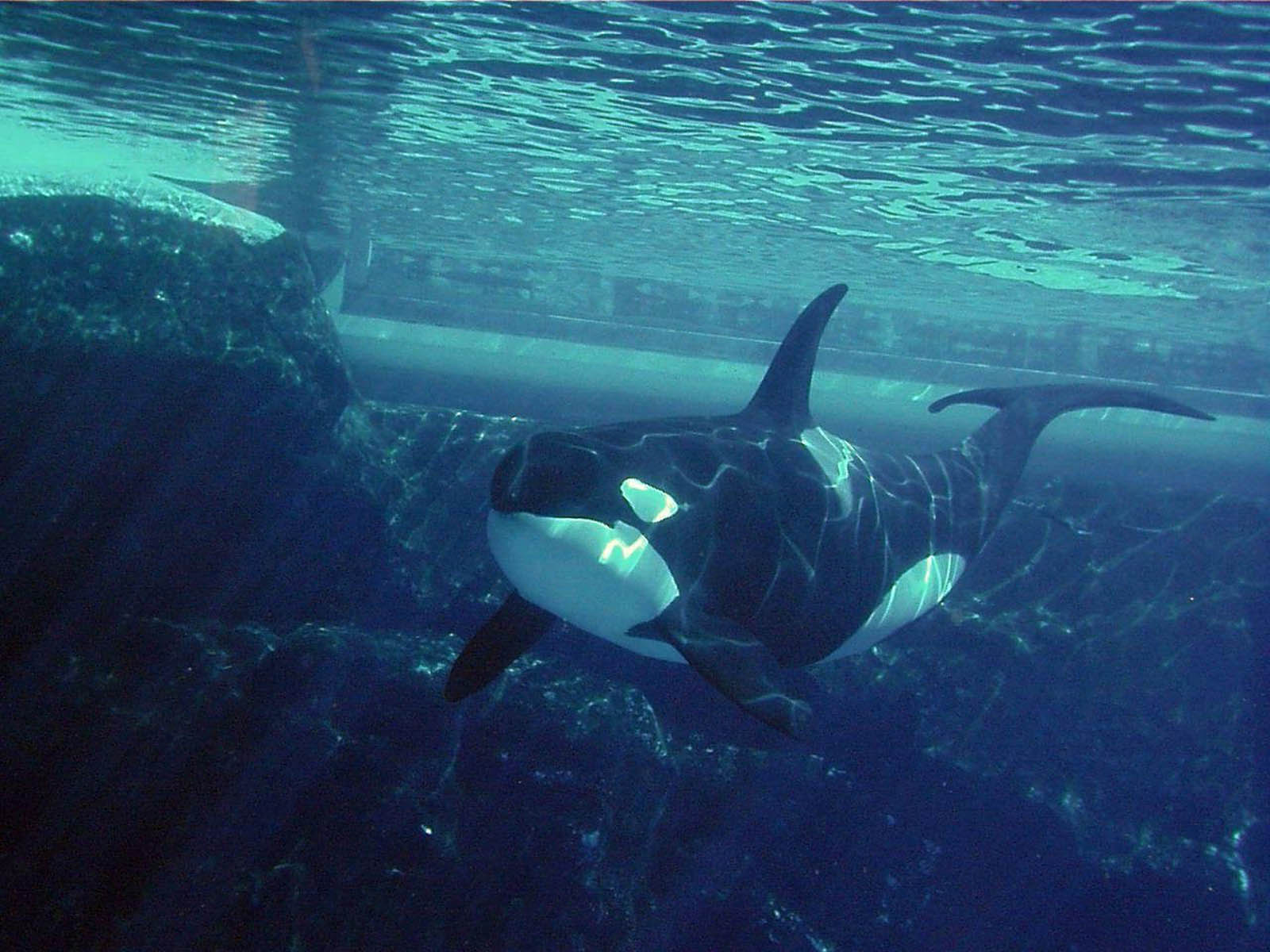 Orca Wallpaper Background Image Hippowallpaper