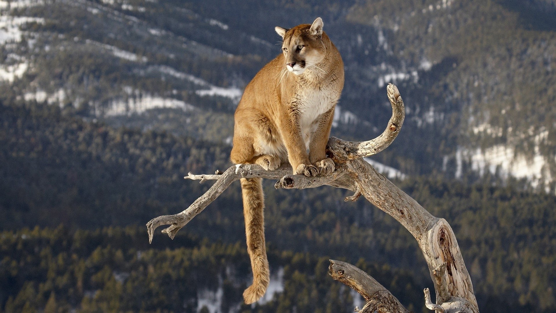 Cougar HD Wallpaper Background Image