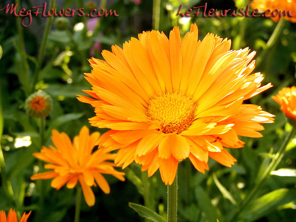 🔥 Free download Florists Online Flowers Delivery Same day delivery FTD