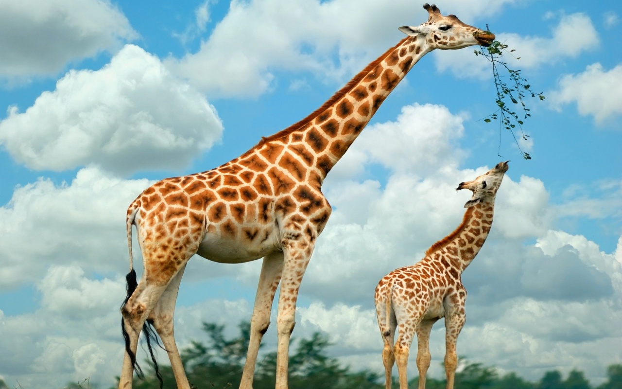 Giraffe Family Desktop Pc And Mac Wallpaper