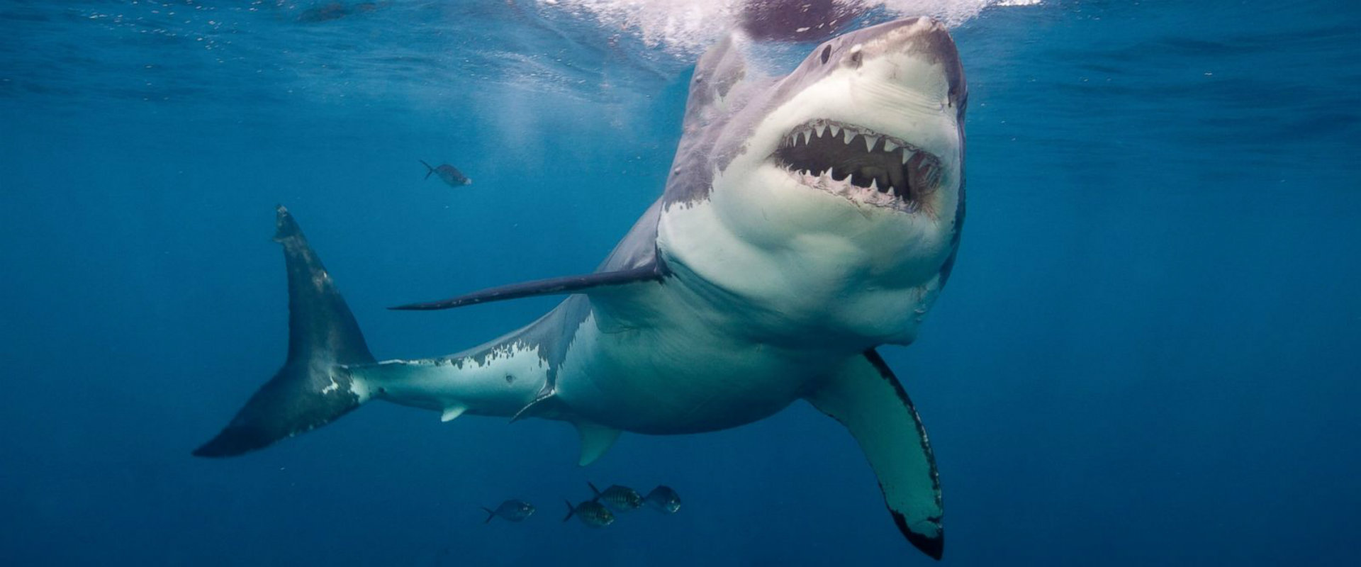 Great White Shark HD Wallpapers Shark Pictures Images 1920x800