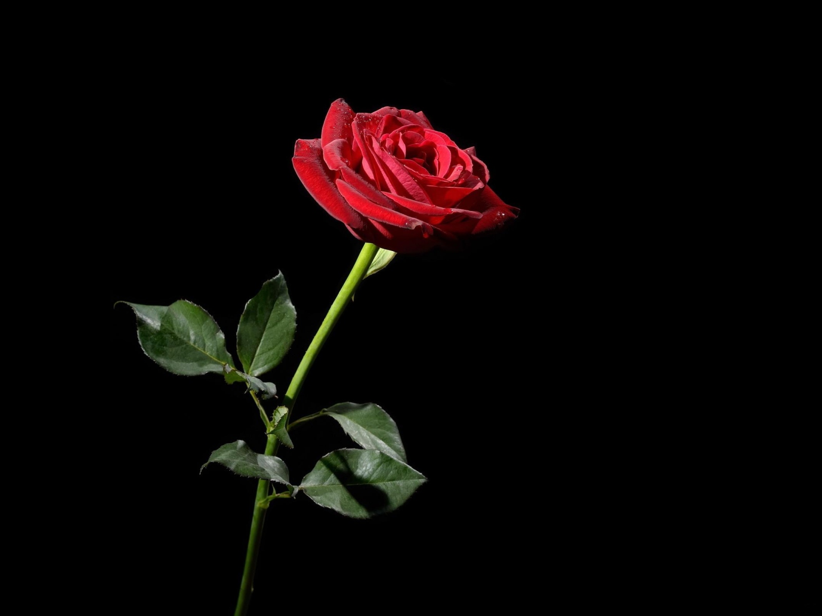Wallpaper Rose Red Flower Black