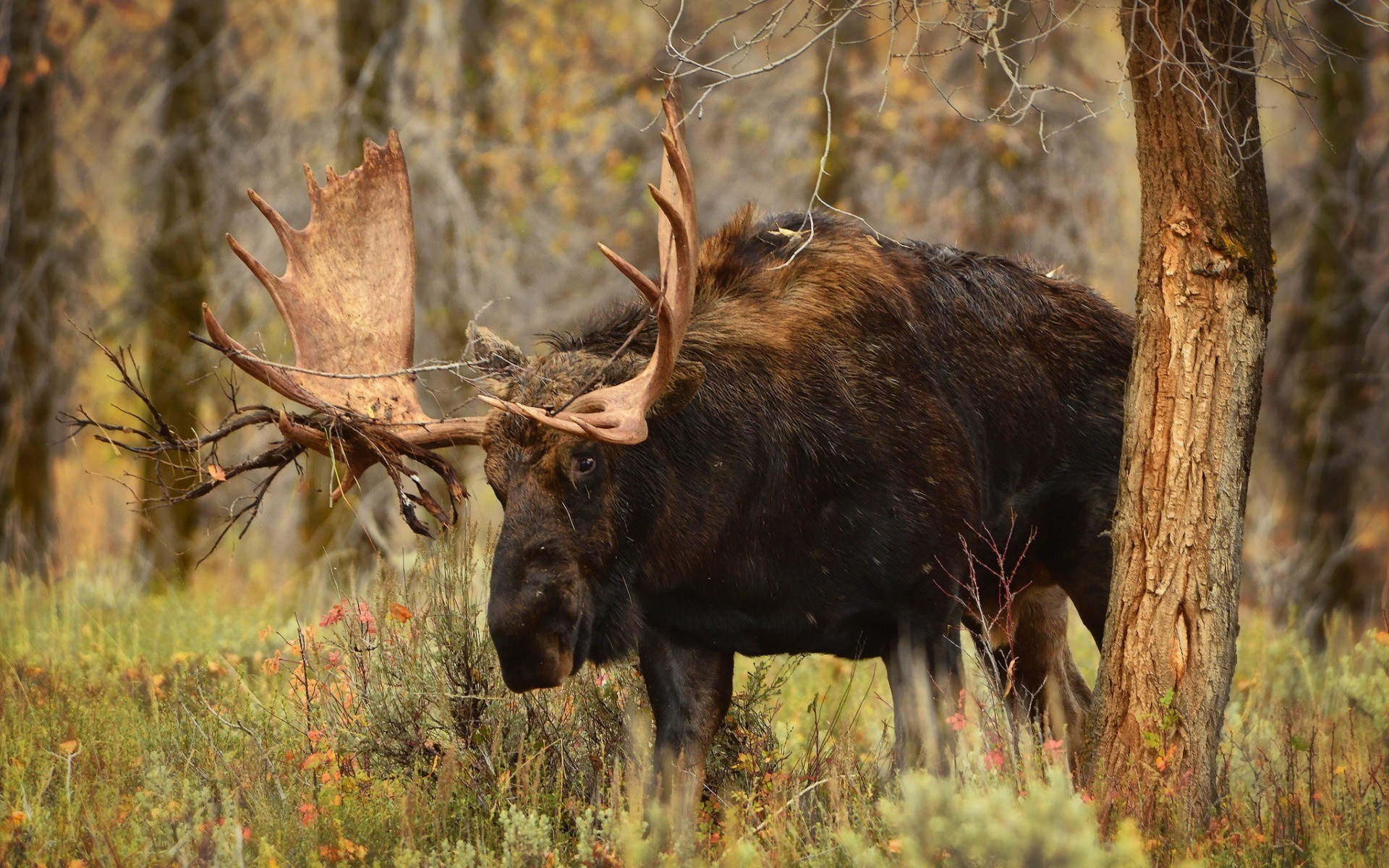 Moose 4k Wildlife HD Wallpaper