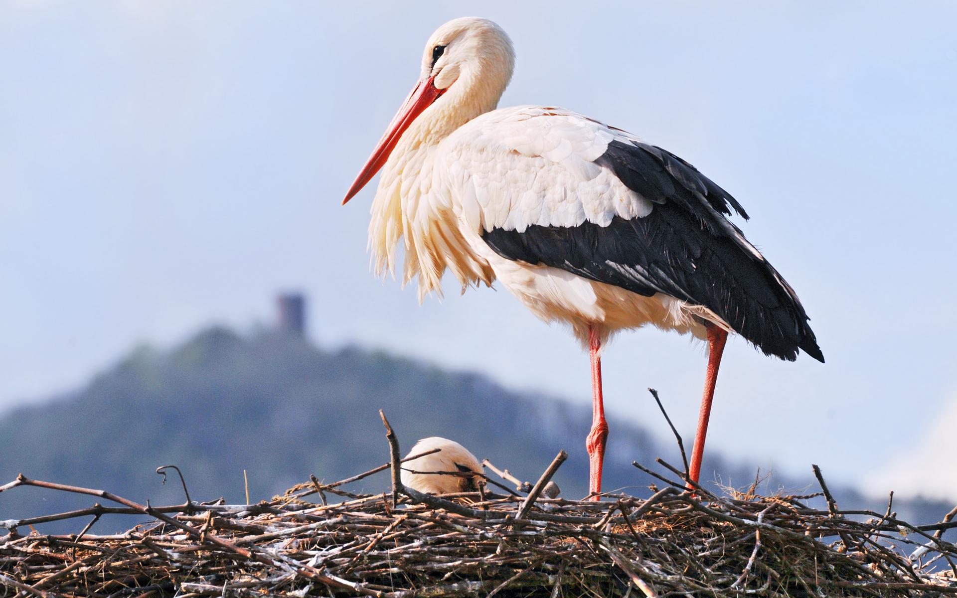 Stork Bird Pictures