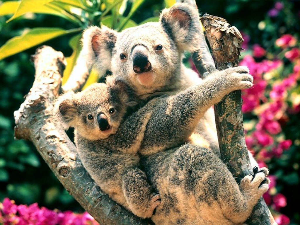 really cute baby koalas