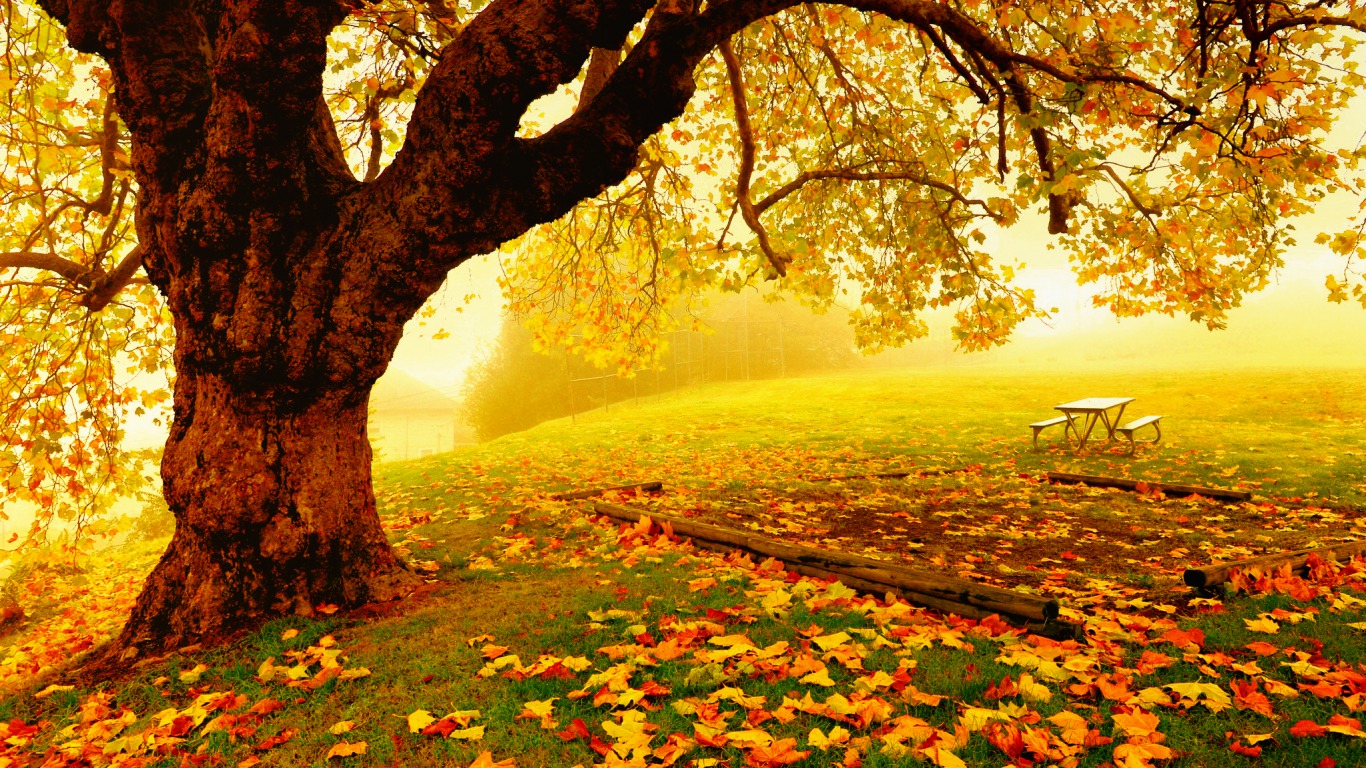 Pretty Autumn Day Wallpaper And Background Id