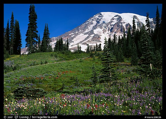 Meadow Wildflowers Trees And Mt Rainier Paradise Mount