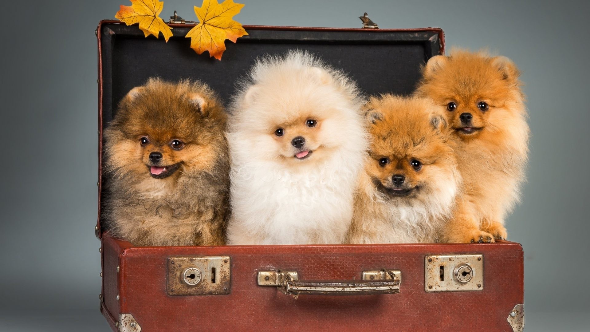 Pomeranian Wallpaper Desktop