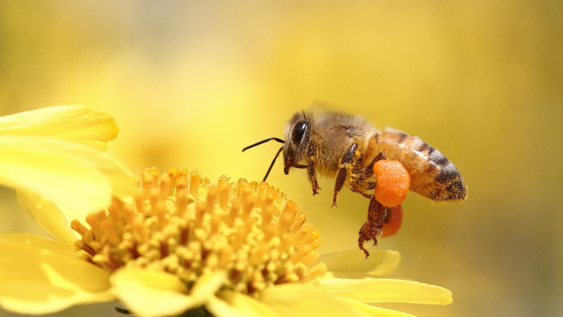 🔥 [40+] Bee Wallpapers | WallpaperSafari