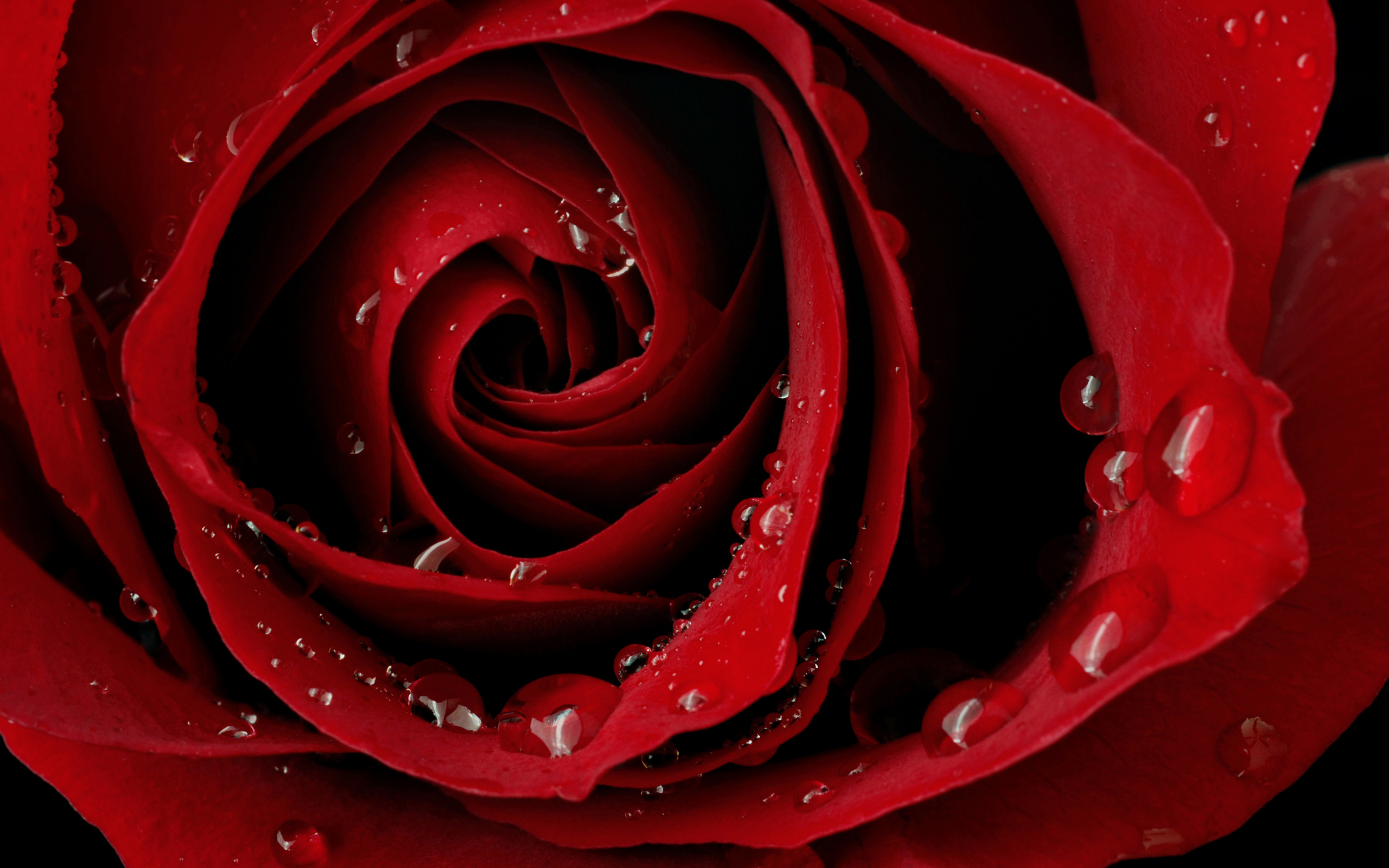 Beautiful Red Rose wallpaper