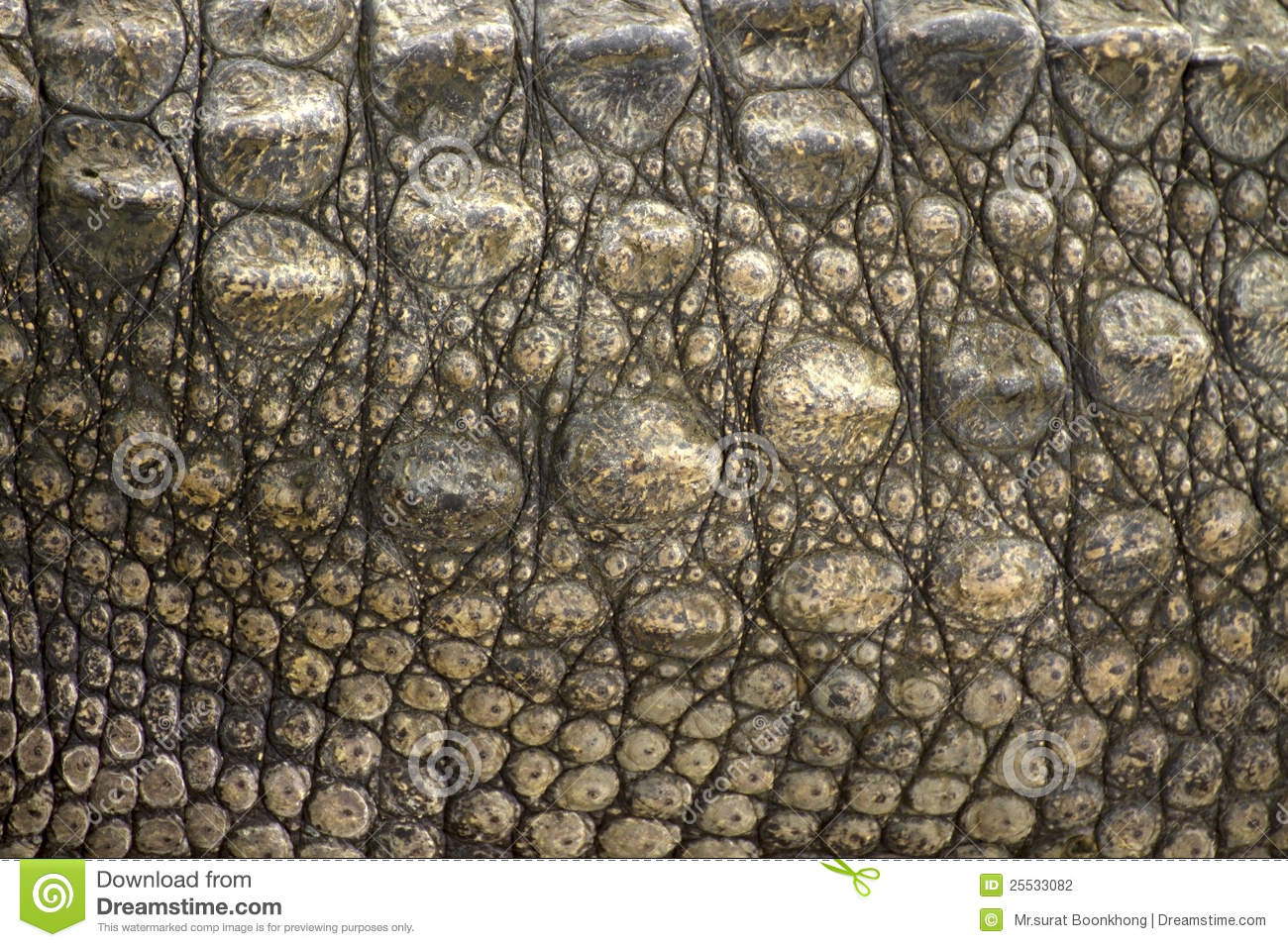 Alligator Skin Texture Crocodile