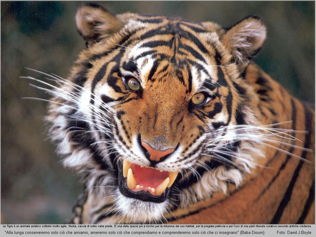 Tiger Wallpapers Images and animals Tiger pictures 730