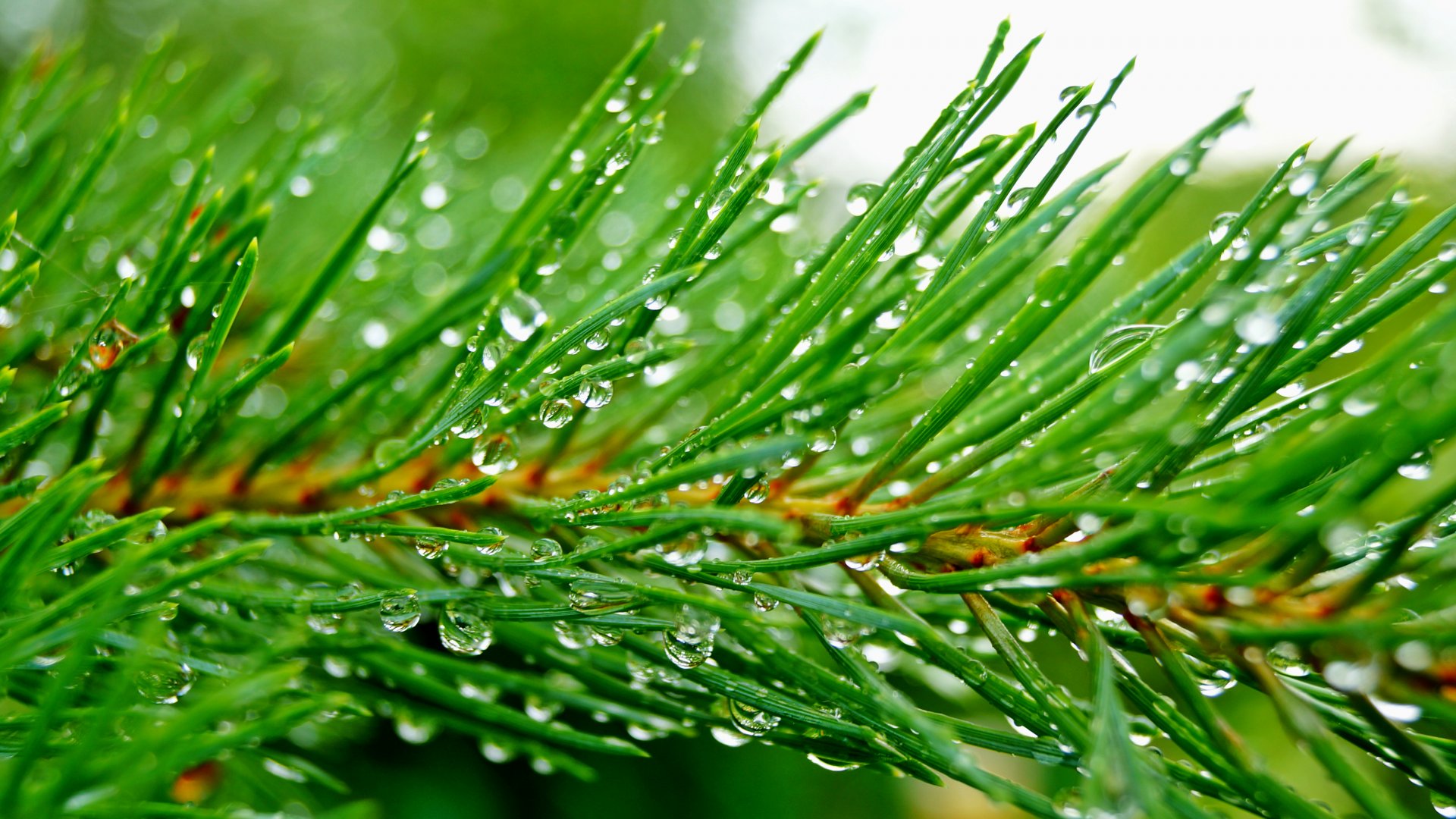 Close-up of vibrant green pine needles covered in glistening raindrops, creating a refreshing natural background