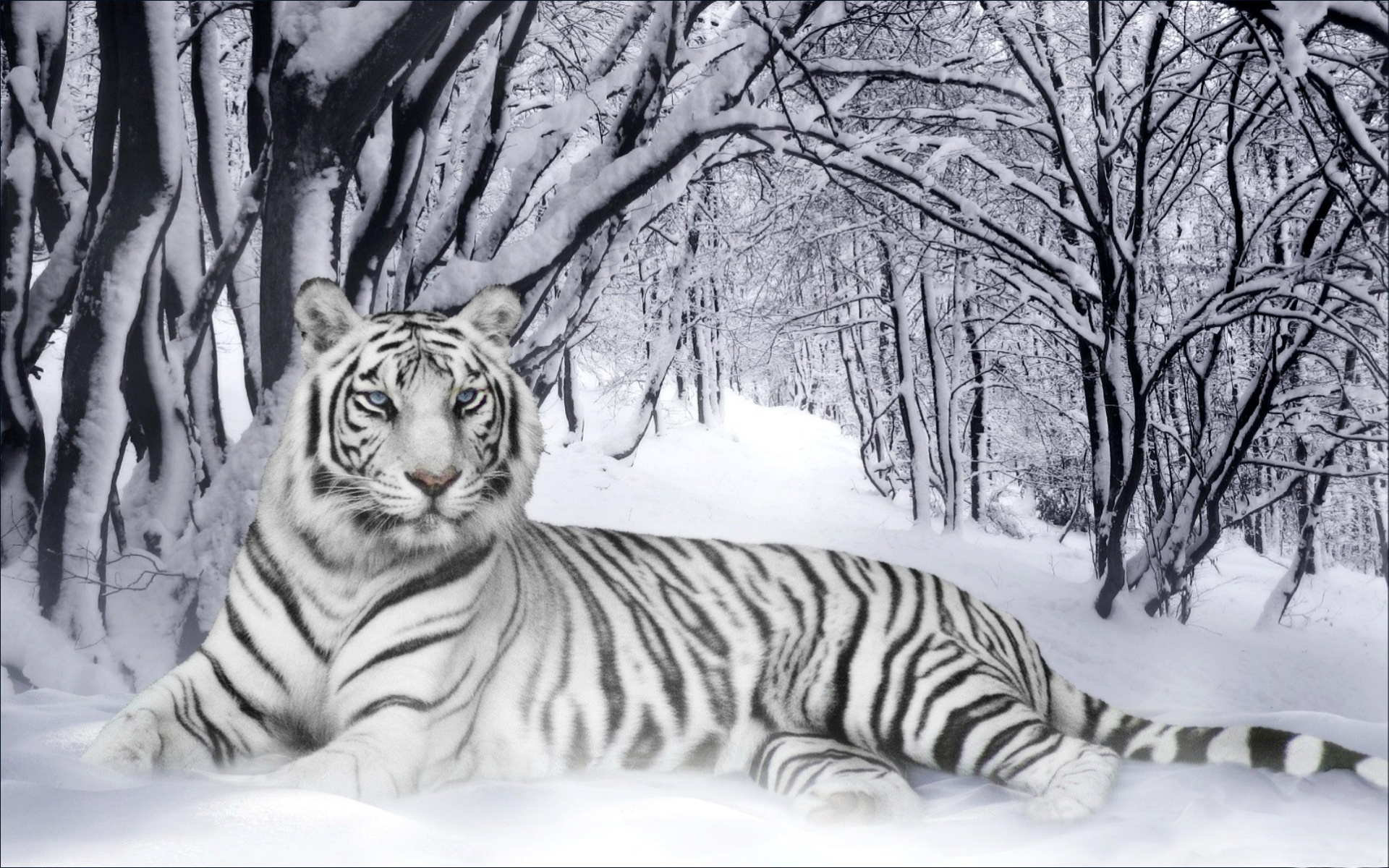 Animal Lovers White Tiger In Winter Widescreen Desktop Background