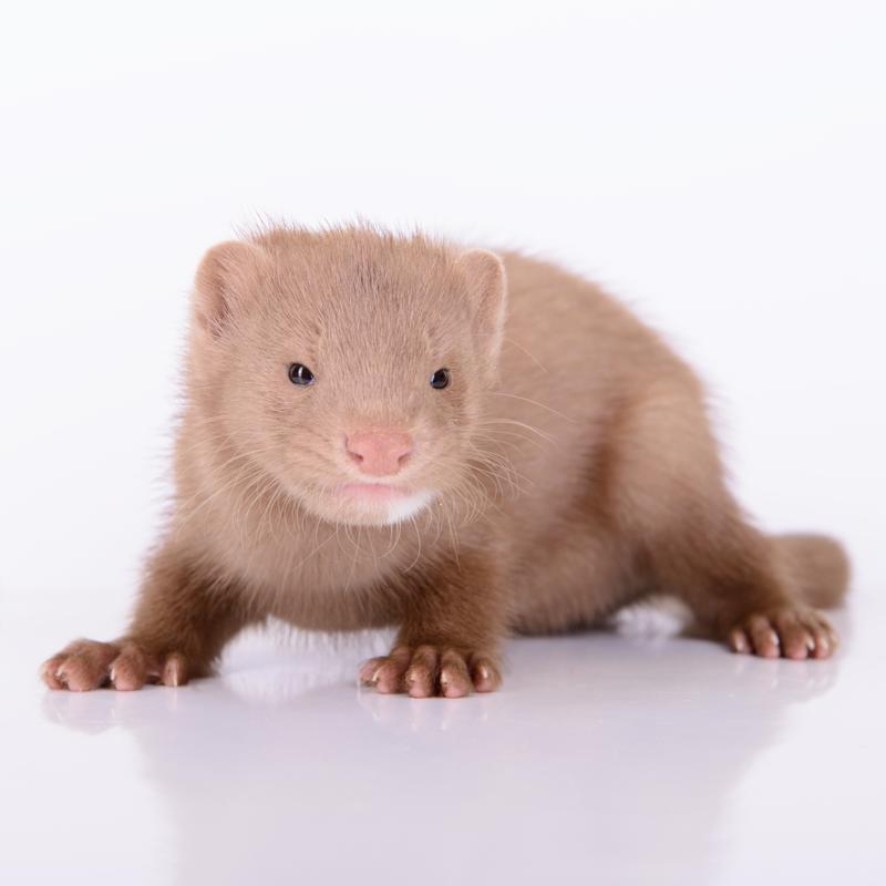 Free download Small mink on white background [800x800] for your Desktop