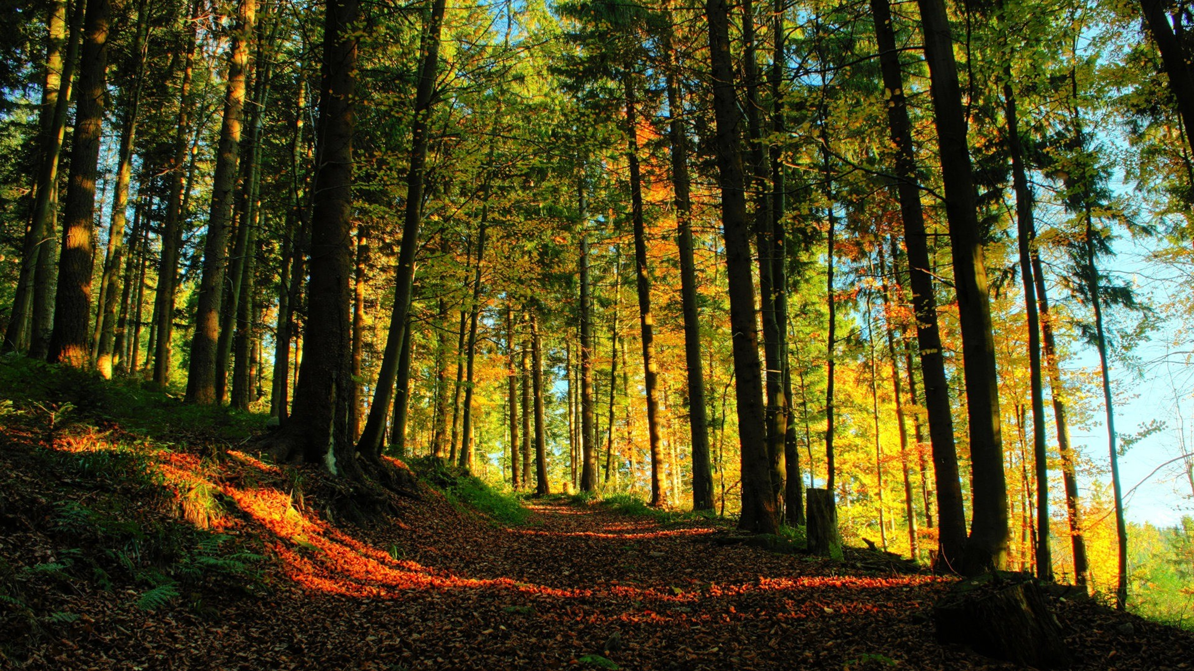 Forest Path 4k HD Wallpaper Image Photos And Picture