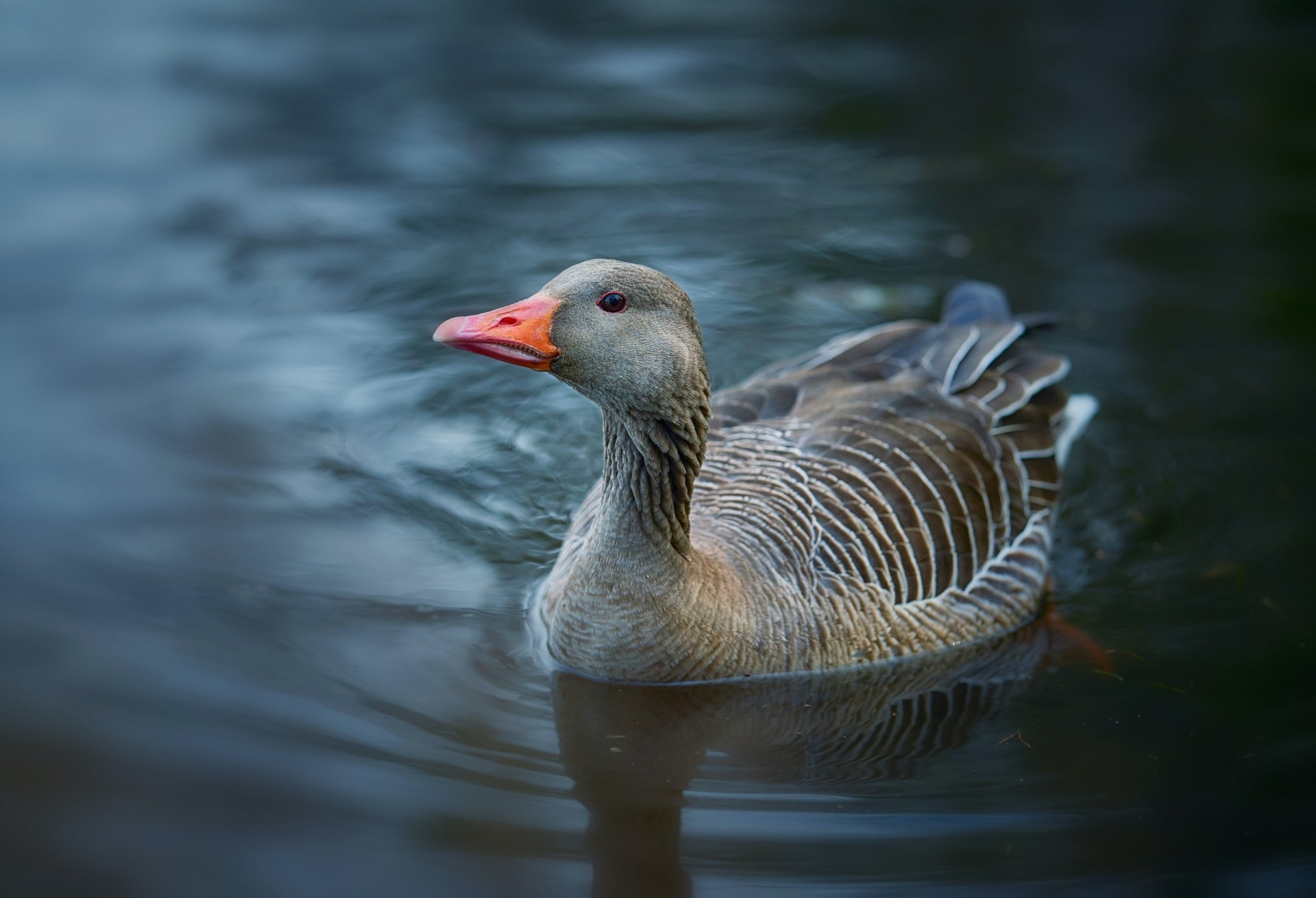 Bird Water Animal Goose HD Wallpaper