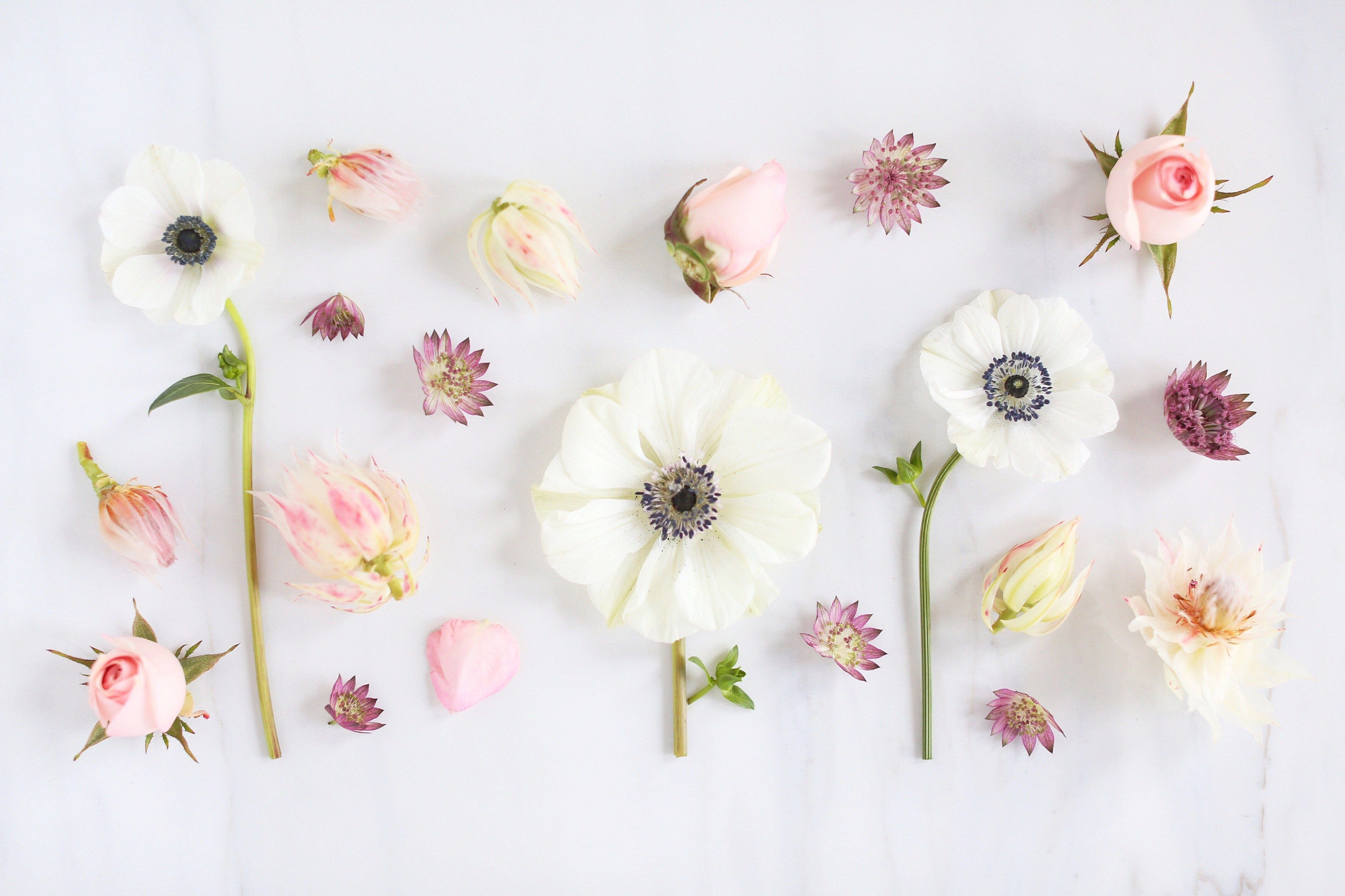 Aesthetic Flower Computer Wallpaper