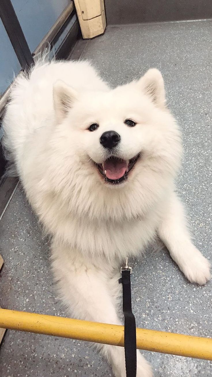 Stories Instagram Cute Dogs Animals Breeds