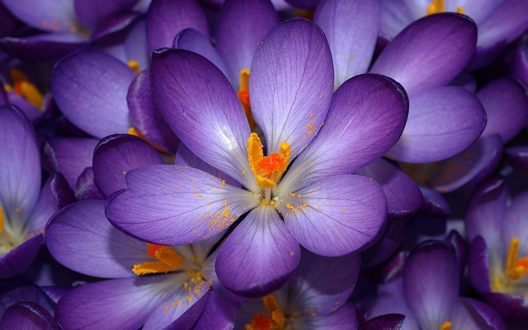 HD Wallpaper 1080p Purple Cosmos Flower