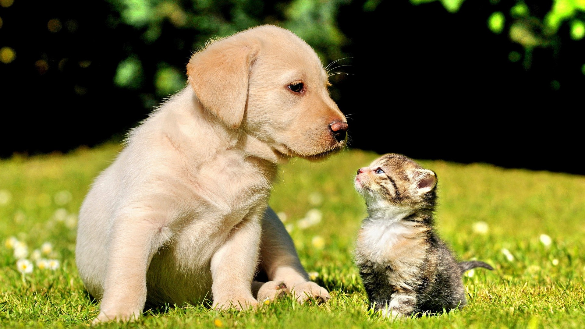 A heartwarming image of a Labrador puppy and a tabby kitten gazing at each other, showcasing the beautiful bond of friendship between different species