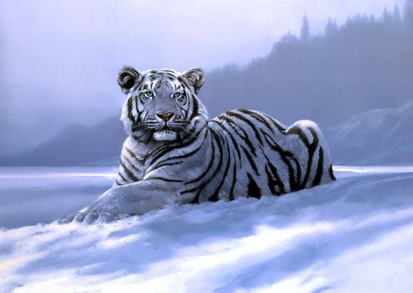 White Tigers Beautiful Latest Hd PicturesWallpapers 2013 Beautiful 600x427