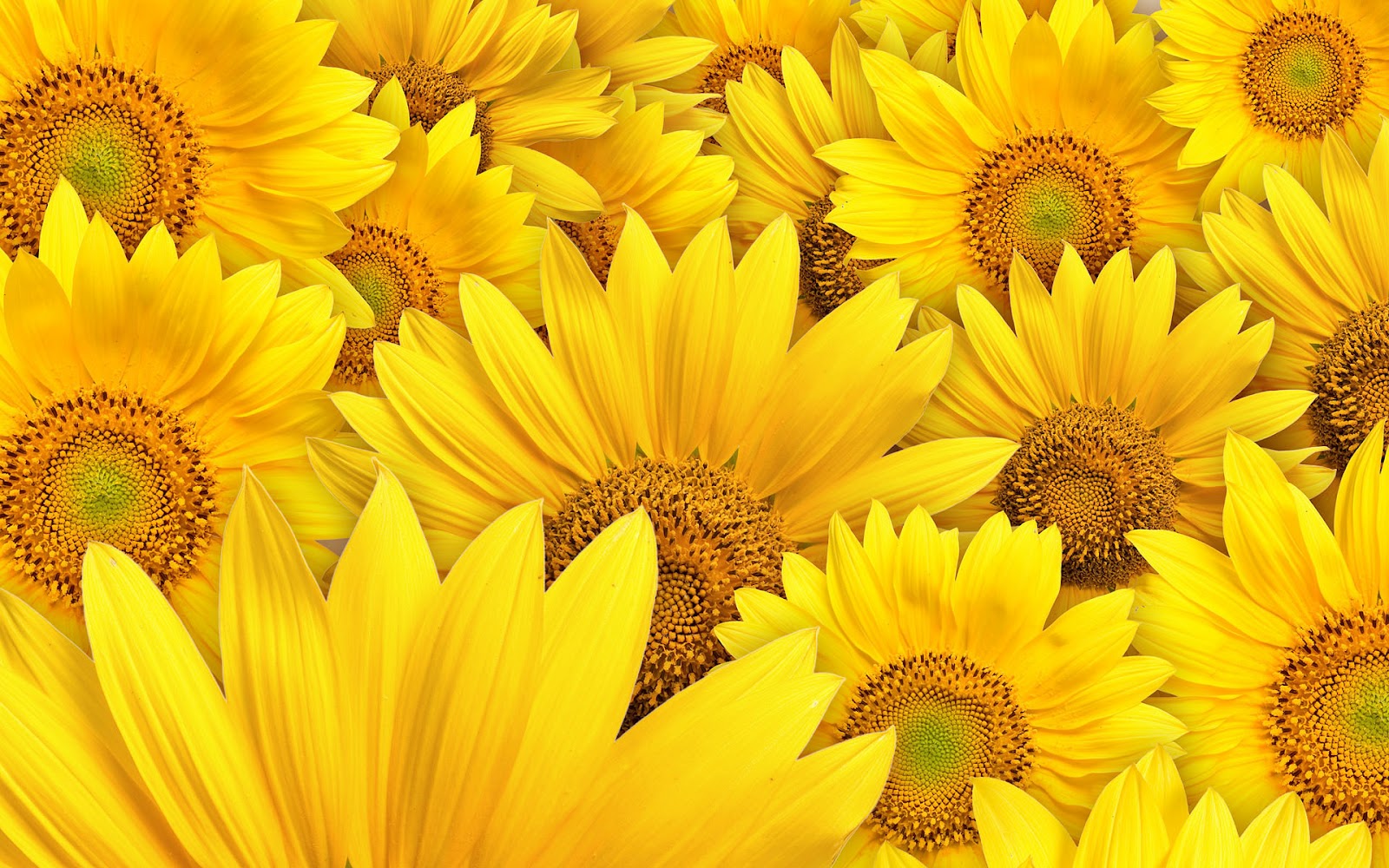 Sunflower Wallpaper Desktop HD
