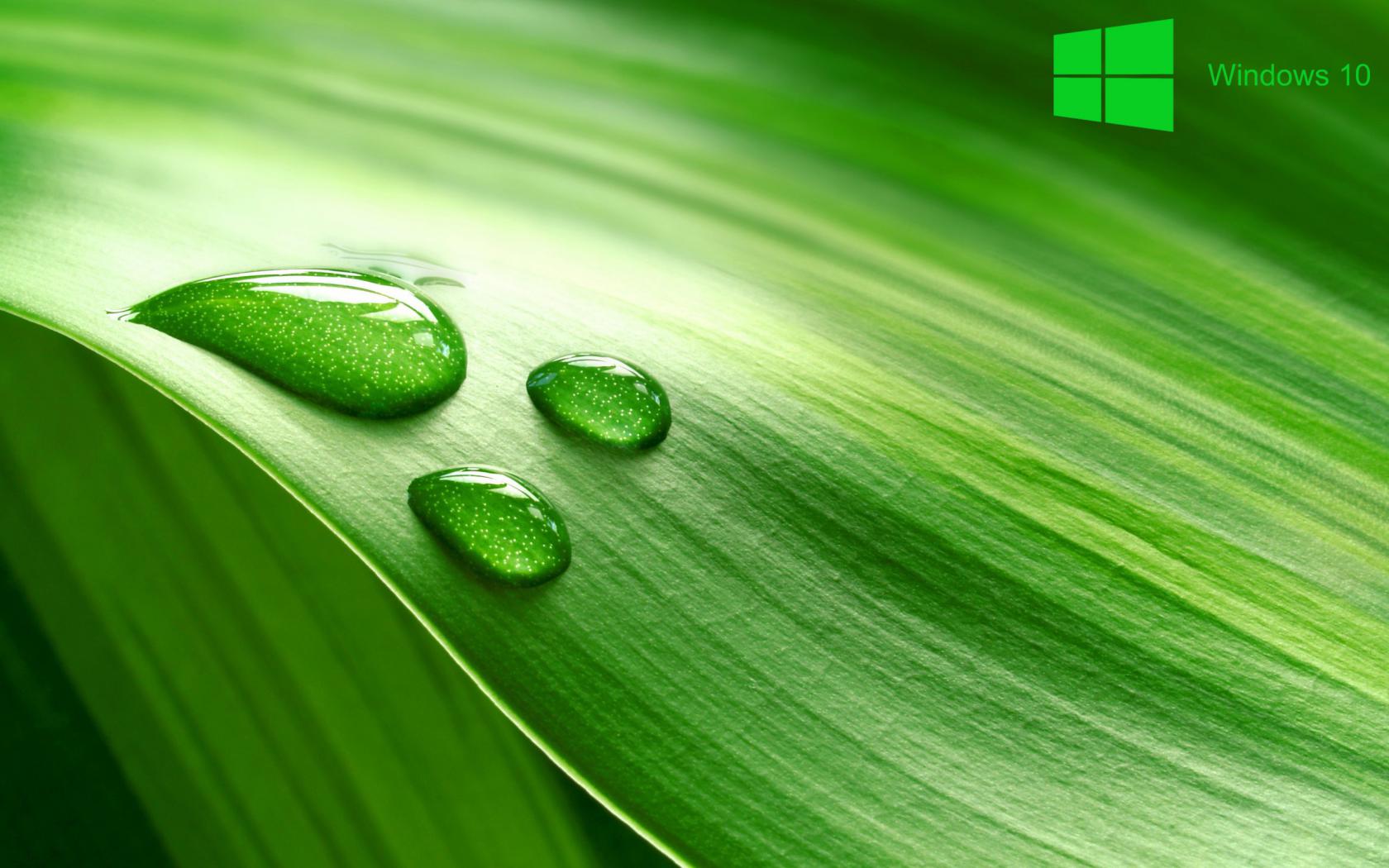Windows Desktop Background With Green Leave In Macro HD