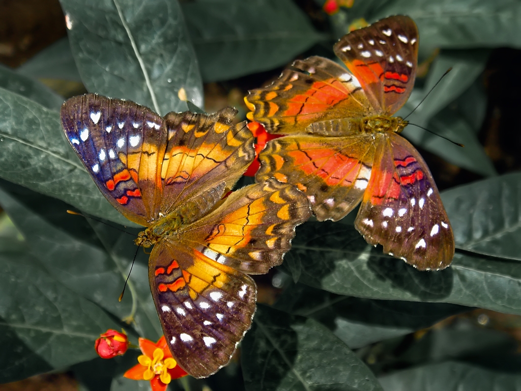 Cool Desktop Wallpaper Butterfly Love Spettacolopuro Jpg