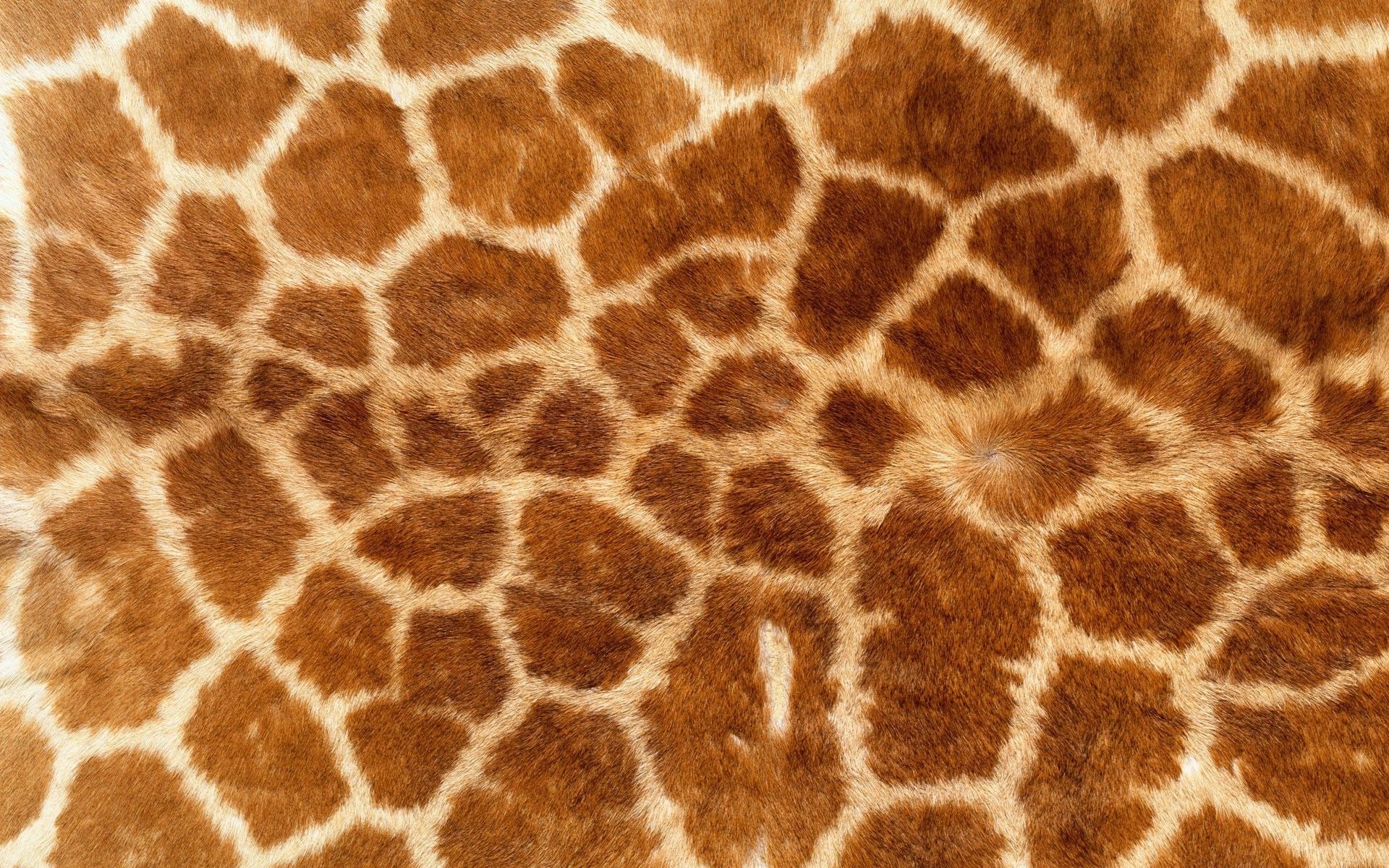 Animal Fur Wallpaper On