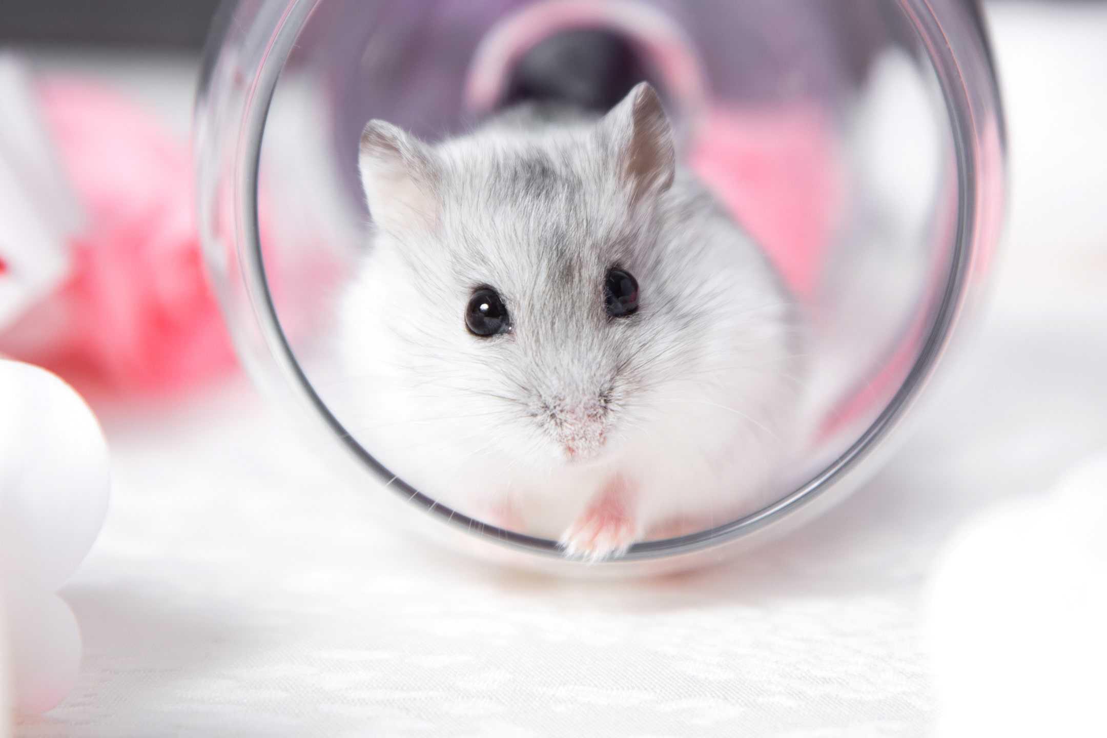 Hamster Wallpaper