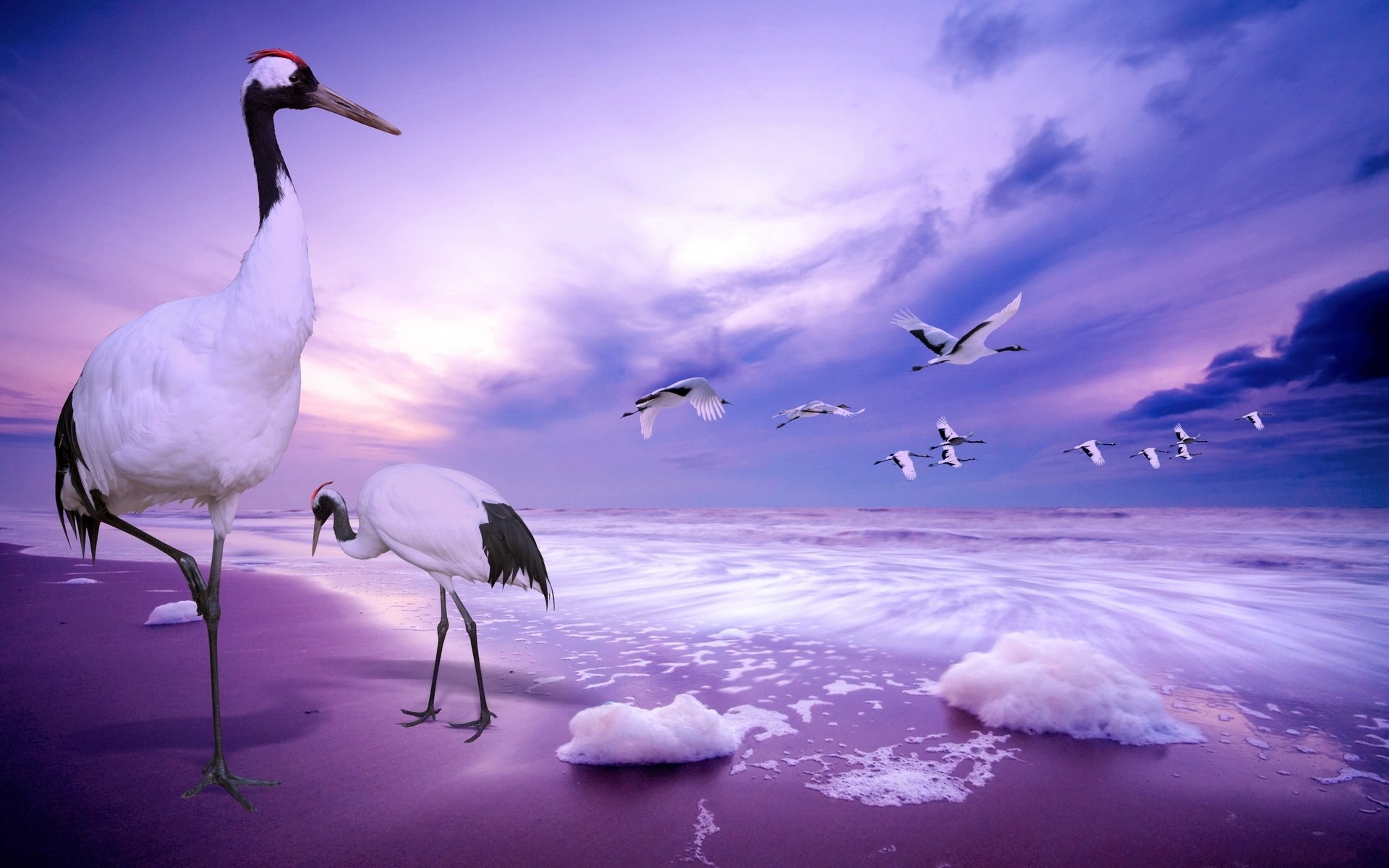 Beach Animals Wallpaper HD
