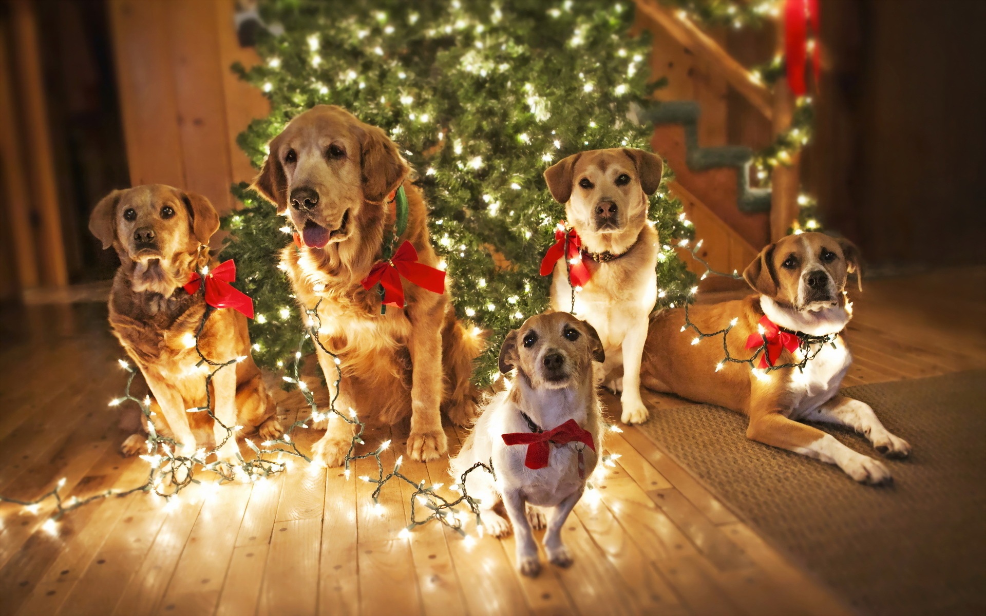 Christmas Dogs Pictures Toptenpack