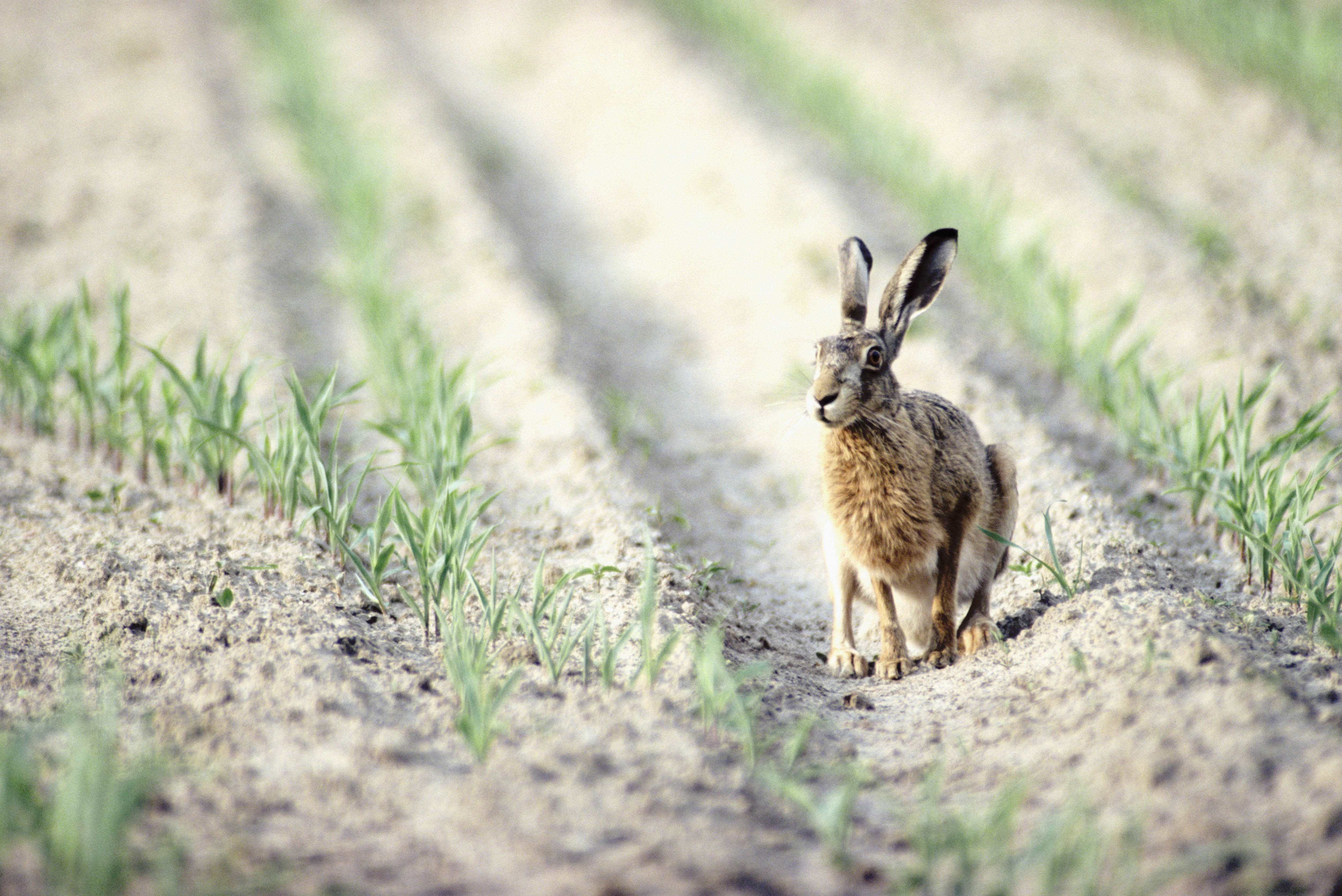 Hare Field Crop Wallpaper Background