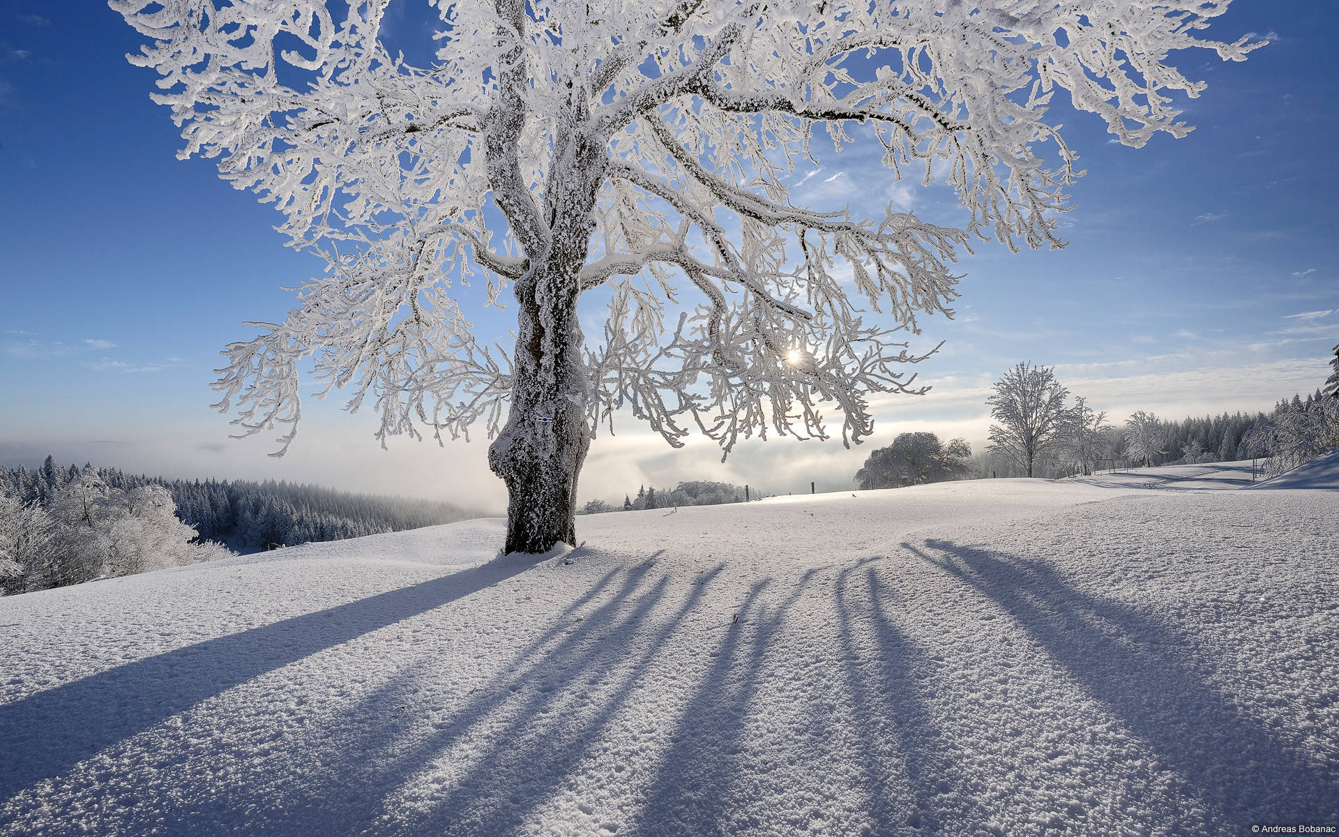 Winter Desktop Wallpaper
