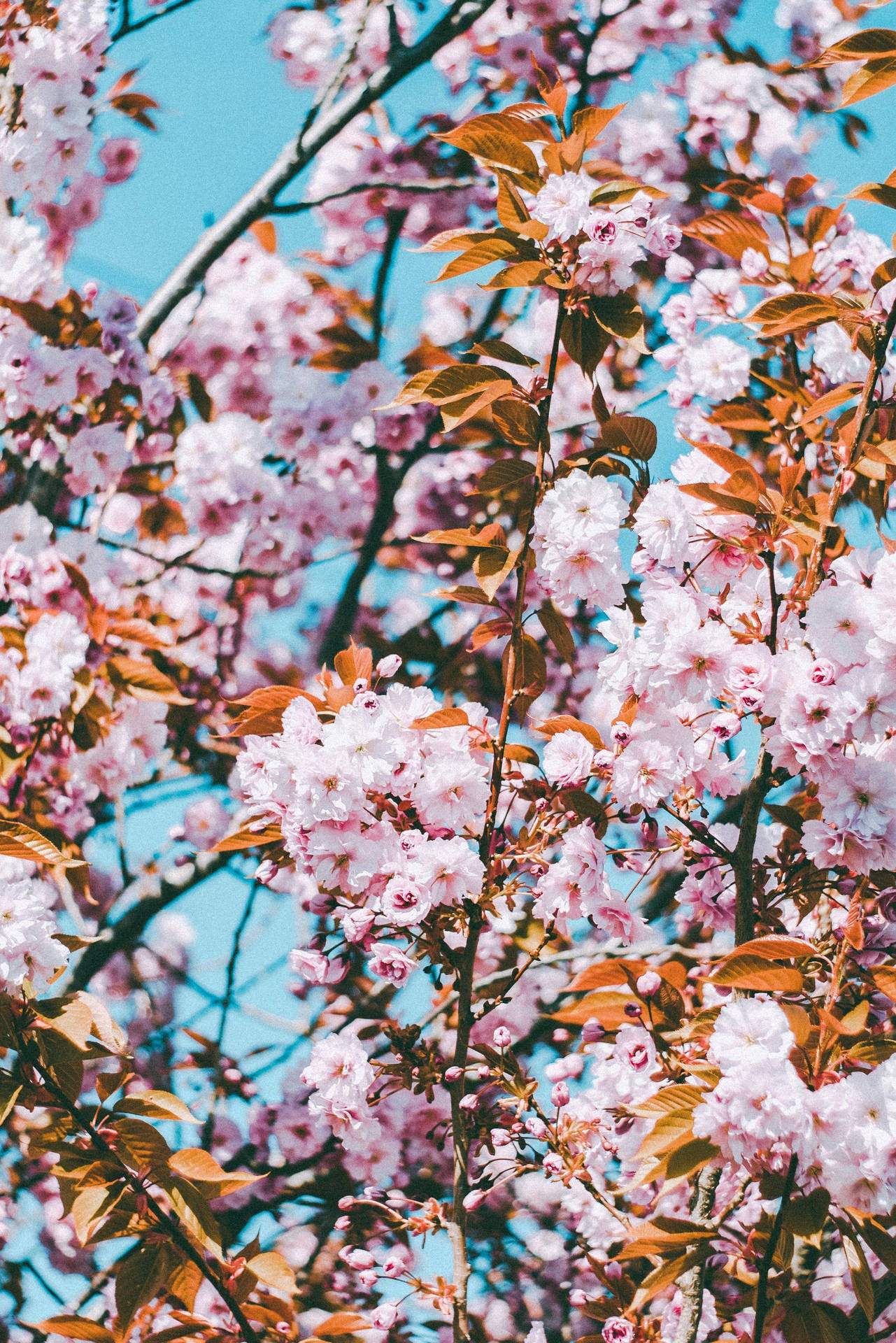 Spring Aesthetic Wallpaper