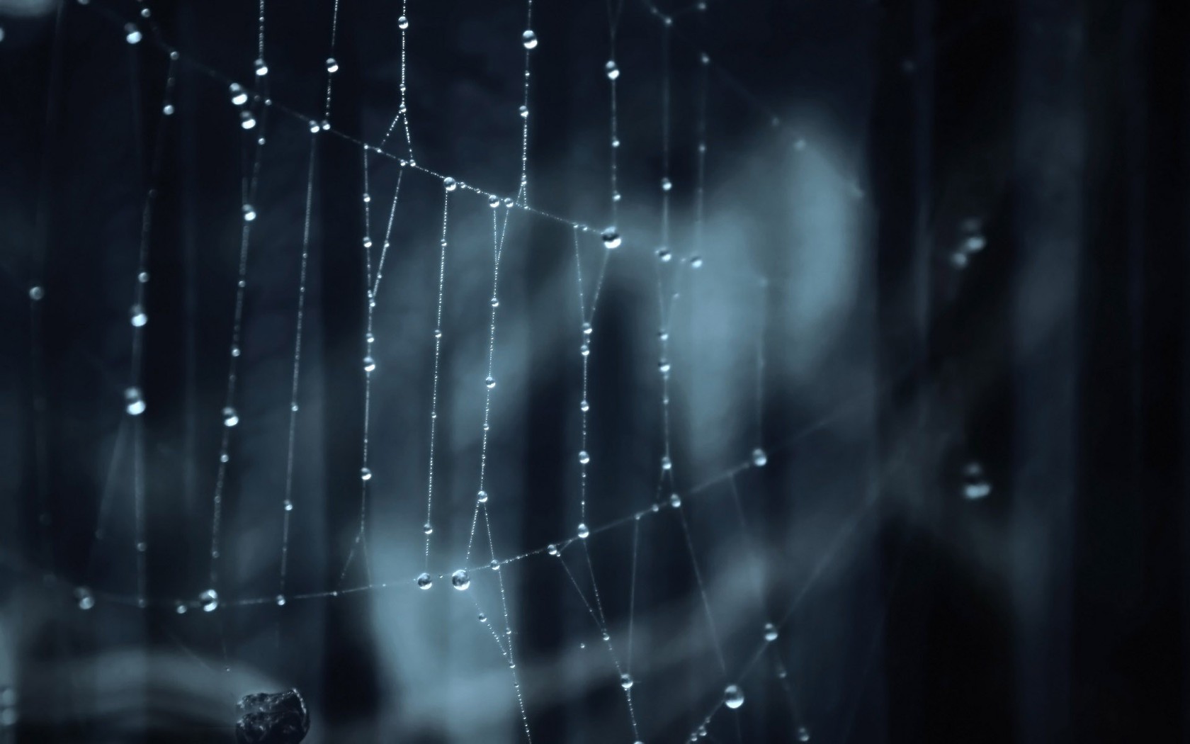 Wet Spider Web Wallpaper