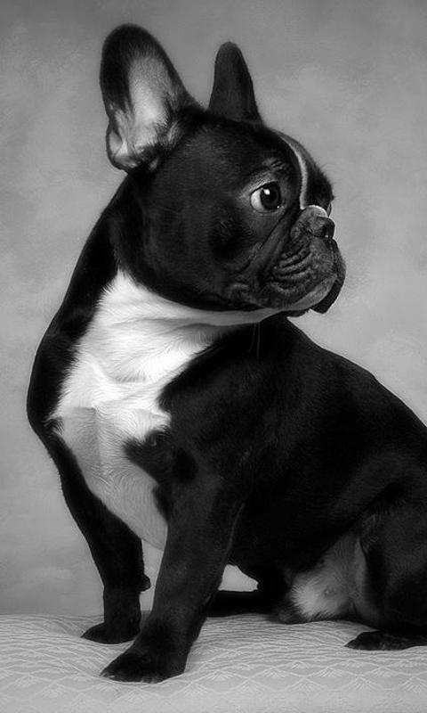 French Bulldogs HD Wallpaper Android Apps On Google Play