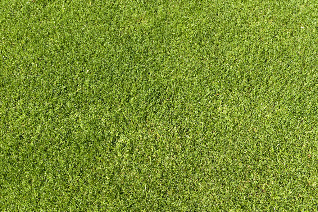 Green Grass Texture By Goodtextures