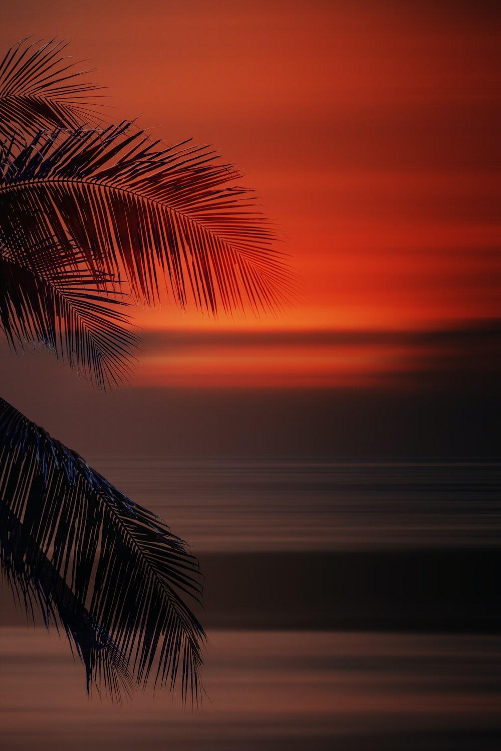 A Palm Tree In Front Of Sunset Photo Wallpaper Image On