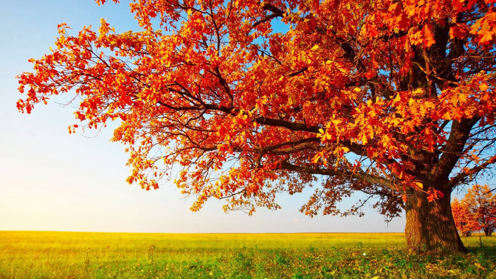 HD Wallpaper 1080p Nature Autumn