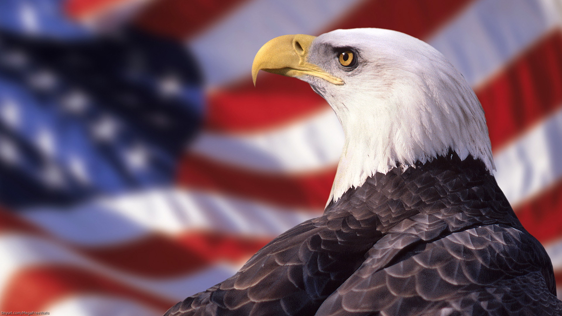 Bald Eagle Glory Wallpaper
